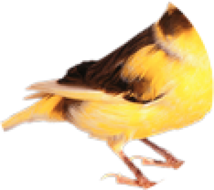 free bird roblox got talent