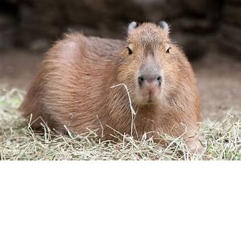 [Read Desc] Survive The Capybara The Killer