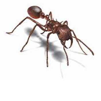 ant life