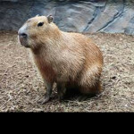 (AWESOME UPDATE) Capybara