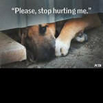 Favorite if you are against Animal Abuse!