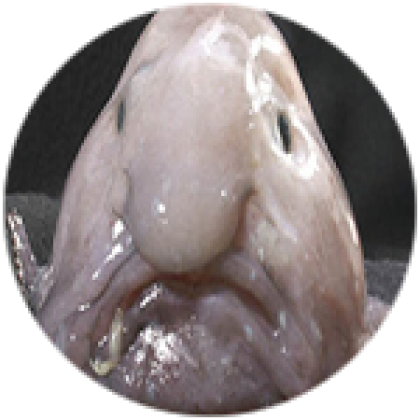1379023816000-Blobfish-face - Roblox