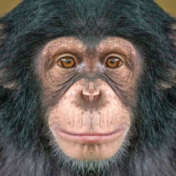 chimp world