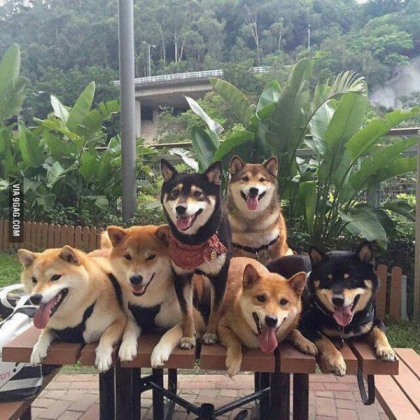 The Doge Family Roblox - doge picture id roblox