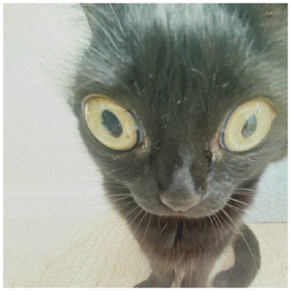 Cute Cat Confused Pfp  Roblox Item - Rolimon's