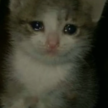 Roblox Item very sad cat (profile picture)
