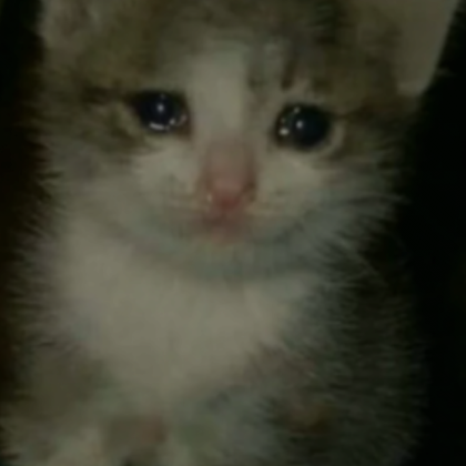 Very top sad cat
