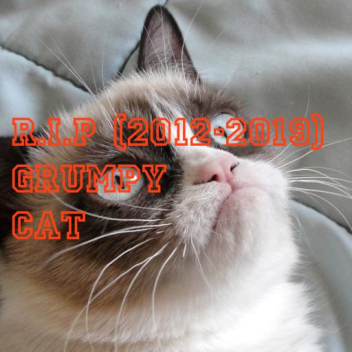 R.I.P Grumpy Cat