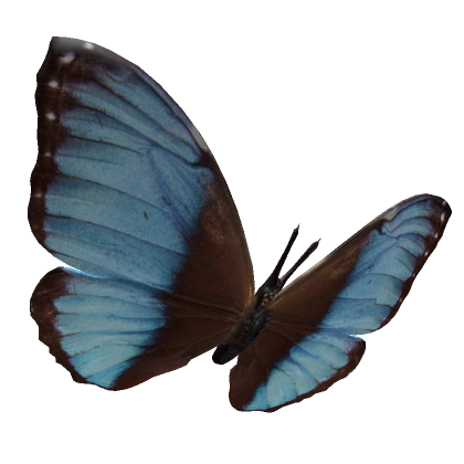 Roblox Item Blue Exotic Butterfly Hairpin