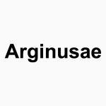 Proelium Arginusae