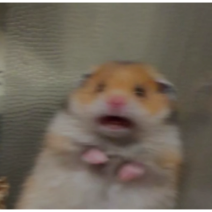 Scared hamster meme: Where did it actually come from and is it real?