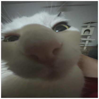 funny cute cat pfp Roblox Item Rolimon s