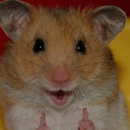 The happy hamster discount
