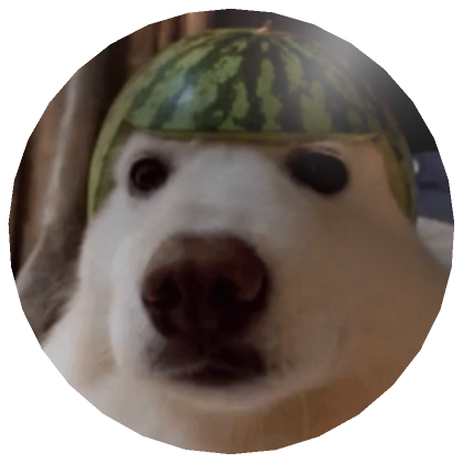Dog melon helmet 2025