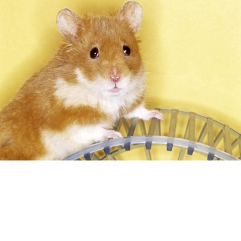 IT'S A HAMSTER LIFE! [new female hamster morph!]