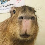 Capybara City (beta)