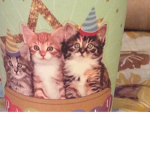 Warrior cat group (official)