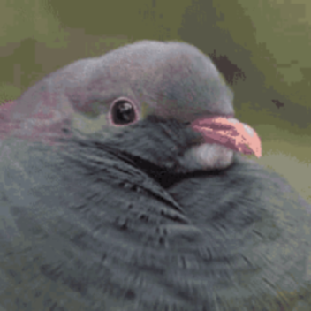 Pigeon Scripting Experimental