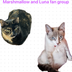 Marshmallow & Luna fan group