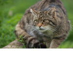 Fun Wild Cats