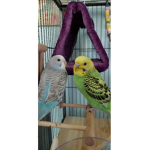 # Kiwi Squad