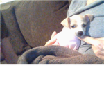 chiweenies are cute
