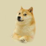 The Doge Platoon