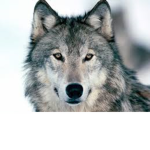Wolf Pack Ultimate