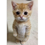 Cat is best club