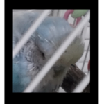 -parakeets-