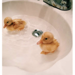 Duckie babies