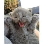 Bleu Catz
