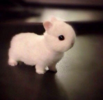 cherubunny