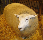 Sheep Studios Clothing Company. Group Thumbnail