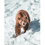 coco bear clothing