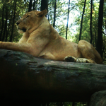 brother and sister_lion
