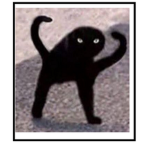 Scary Cat Potatos Studios
