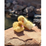 Duckii army :D