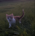 abandonings