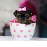 Puppy People of the World