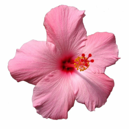 °❀*:･