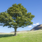 Tree fan club / Go team trees