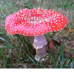 So mushroom