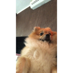 Venta.de_pets