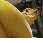 Froggy is cute and kawaii