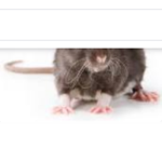 NOT Eliso
