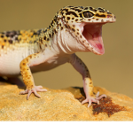 THE GECKOS!