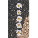 ❀Cute flower❀