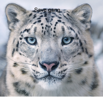 Save Gang
