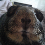 Pitbulls And Piggies Yt FAN GROUP!